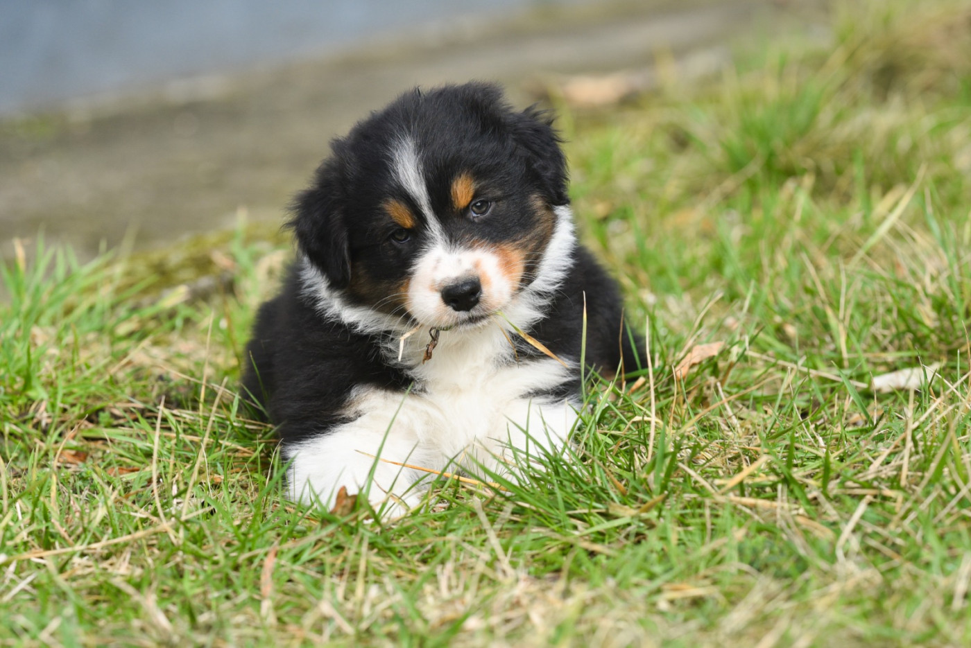 Chiot Berger Australien Primeoak