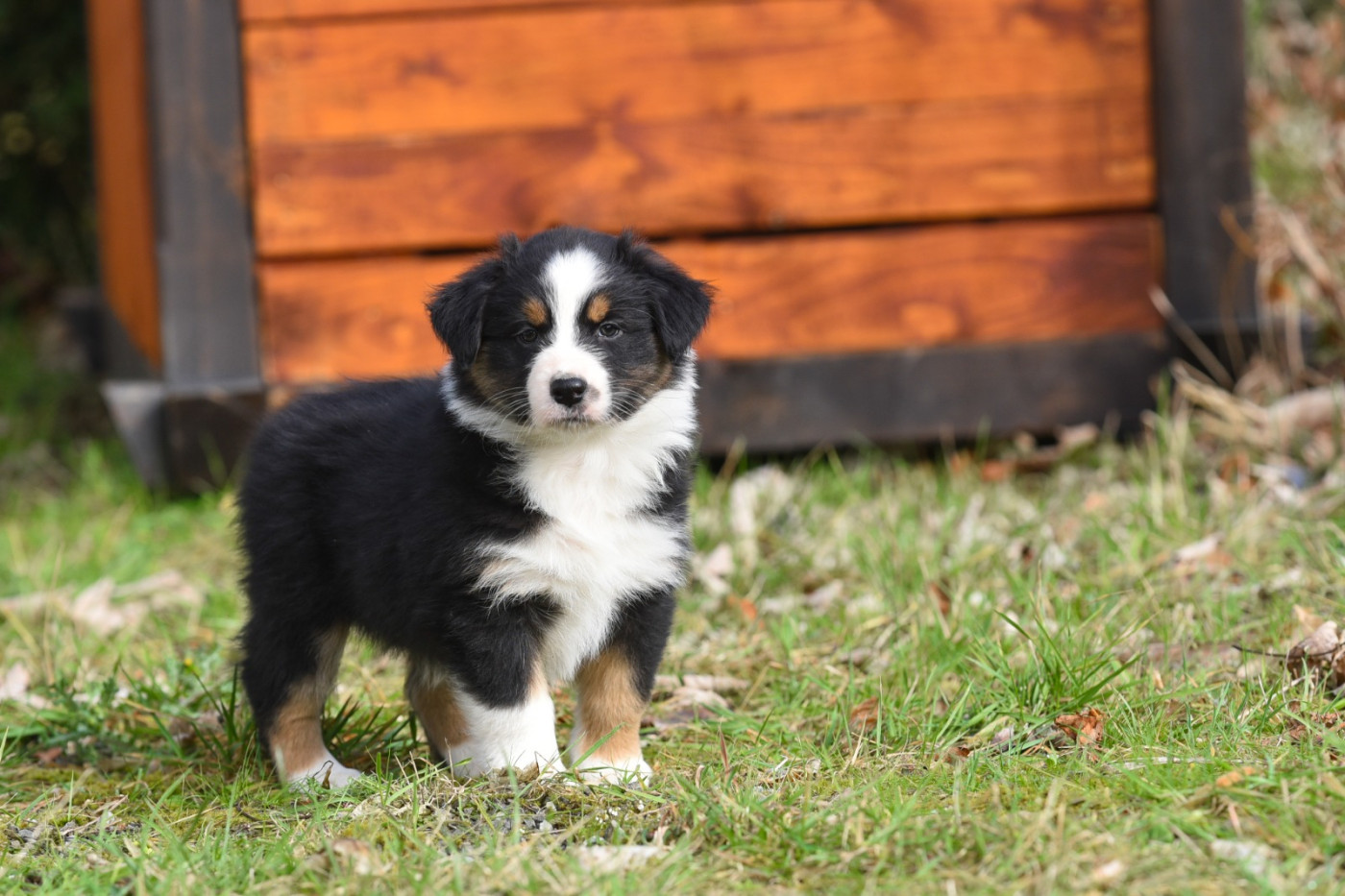 Primeoak - Chiots disponibles - Berger Australien