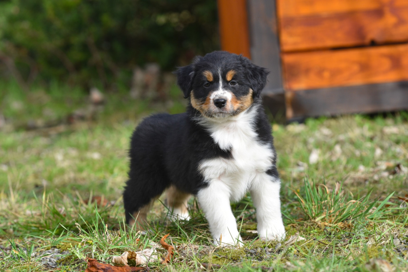 Primeoak - Chiots disponibles - Berger Australien